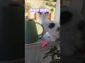 House Plants Trending Funny Ytshorts Trendingshorts Cute Cat Catvideos Catshorts Coconico 