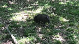 American Bully Our Juno 3Xs Miagi 2Xs Patron Gr Champion Cry Baby G2 Edge And Gottilineblood