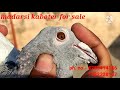 Madrasi kabootar for sale