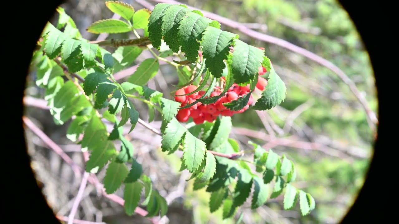 Sorbus decora (Showy Mountain-ash)