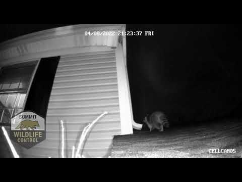 Raccoon Climbing Vinyl Siding