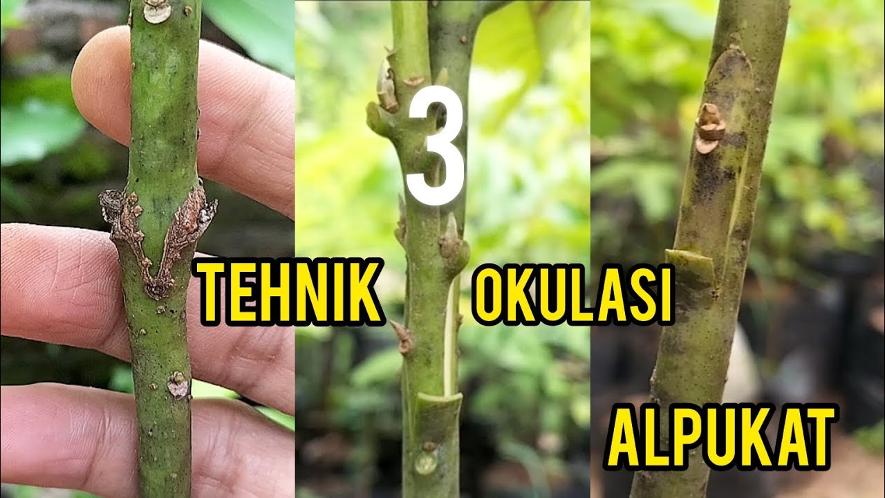 𝗖𝗔𝗥𝗔 𝗢𝗞𝗨𝗟𝗔𝗦𝗜 𝗔𝗟𝗣𝗨𝗞𝗔𝗧 𝗨𝗡𝗧𝗨𝗞 𝗣𝗘𝗠𝗨𝗟𝗔