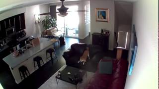 Blink Home Monitor Catches Excited Puppy