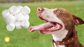 7 Reasons to Keep Marshmallows Away from Dogs Is Marshmallows Bad For Dogs