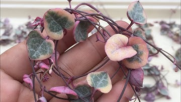 How to propagate Ceropegia woodii variegata (String of hearts variegated)