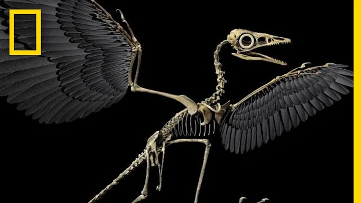 Are Birds Modern-Day Dinosaurs? | National Geographic - DayDayNews