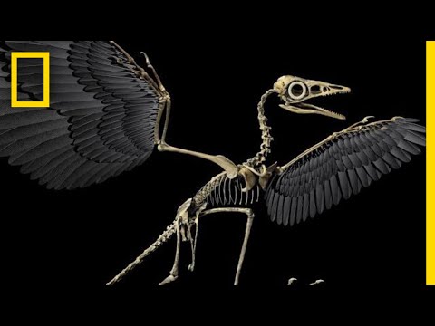 Wideo: Kiedy ptaki po raz pierwszy pojawiły się w zapisie kopalnym?