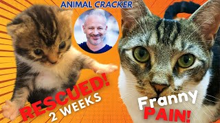 😿 RESCUE Cat in PAIN! ~ ANIMAL CRACKER to the RESCUE!