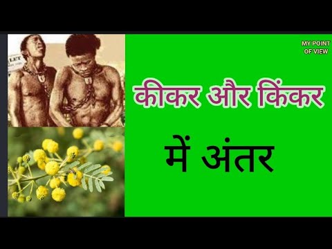 वीडियो: क्या आप अपना खुद का पेपर किंकोस ला सकते हैं?