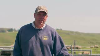 How the Racewell JR Sheep Chute is Helping American Lamb Producers