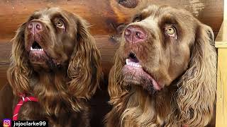 Sussex Spaniel  TOP 1O FACTS &  ( MOST POPULAR Sussex Spaniels Questions ANSWERED)