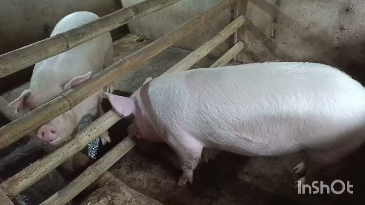 Update, 3 na ang ating Mama Pig, soon magiging 5 na...