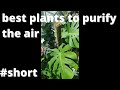 Best plants to clean your air
