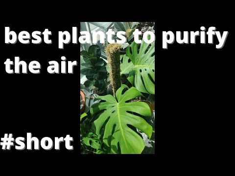 Video: Husväxtluftrenare - Vilka är de bästa krukväxterna för att rena luft