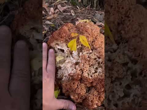 СПАРАССИС КУРЧАВЫЙ ! ИЗУЧАЕМ ГРИБЫ !