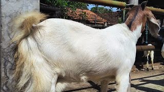 Download Lagu 800 ribu !! Cross Boer Hamil 3 Bulan Harga Murah Meriah !! Pasar Kambing Tuban  MP3