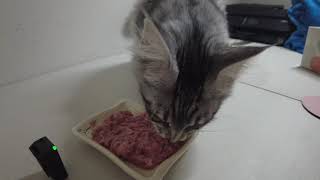 Raw Meat For 5 Month Old Main Coon