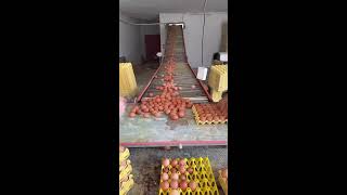 ✨🔴LIVE～Egg Sorting 🥚 2026-07-16