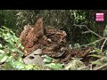 Kyoto's 450-year-old sacred tree collapses at World Heritage site