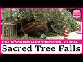 Kyoto's 450-year-old sacred tree collapses at World Heritage site