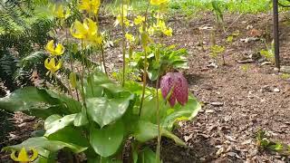 Erythronium 'Pagoda'  kandík 'Pagoda'