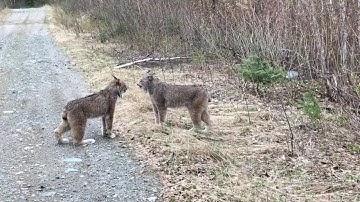Two Lynx in Ontario Have Intense Conversation