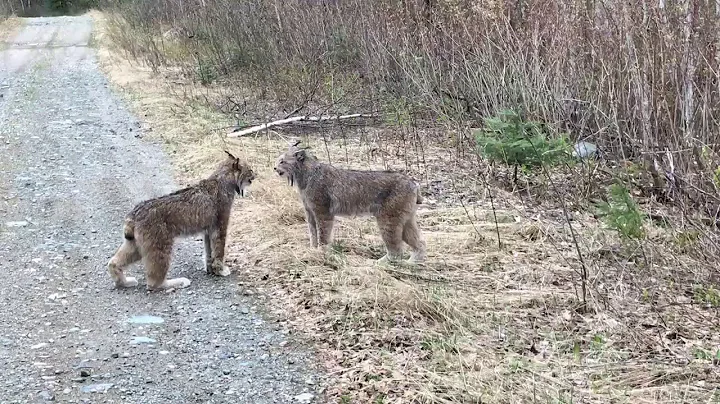 Two Lynx in Ontario Have Intense Conversation - DayDayNews