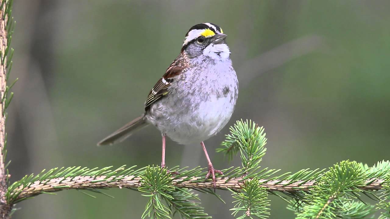 White-throated Sparrow 