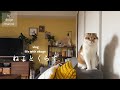 朝ごはんから始まる猫との日常/ IKEAと春の小さな模様替え【猫と暮らしのvlog】