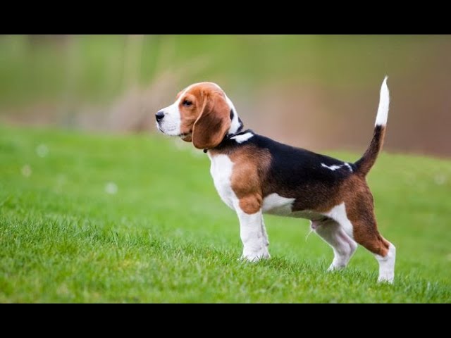 El Beagle: pequeño sabueso de origen inglés - Hogarmanía - YouTube