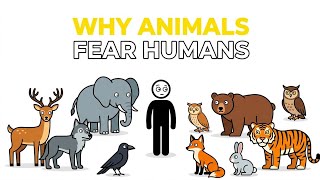 Why Animals Fear Humans More Than Any Other Predator 🤔