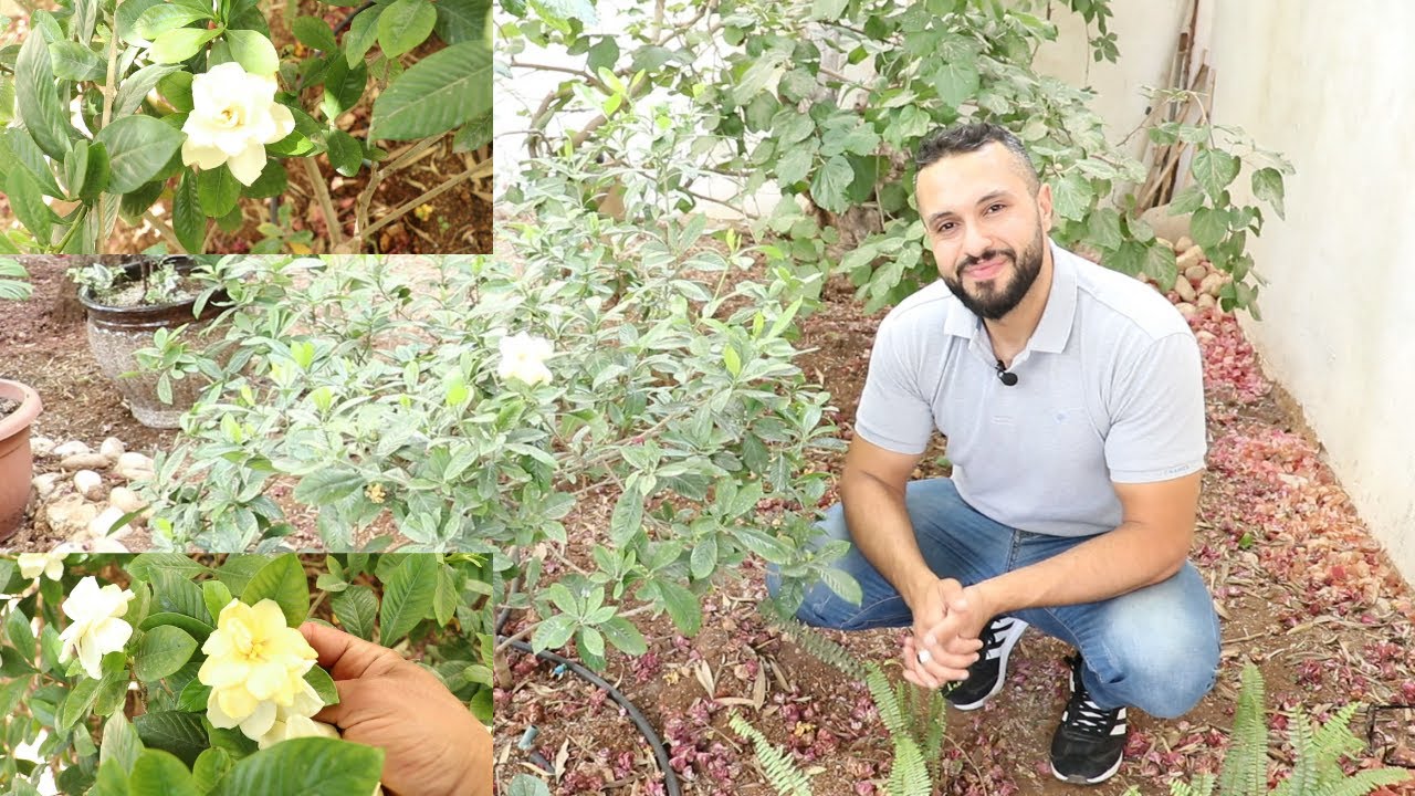 العناية في نبات الجاردينيا