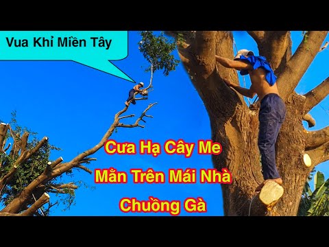Video Vua Khỉ Cưa Cây Me Cô Thụ Nằm Trong Nhà Chuồng Gà Ở Bà... - youtube