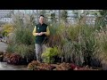 PETITTI A Guide to Perennial Ornamental Grasses | 10 Types to Grow