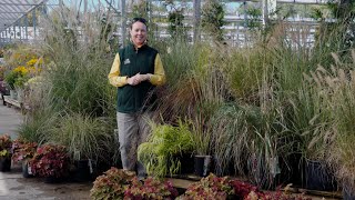 PETITTI A Guide to Perennial Ornamental Grasses | 10 Types to Grow