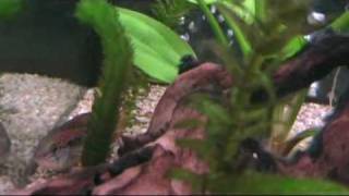 Apistogramma Pas Enforme?