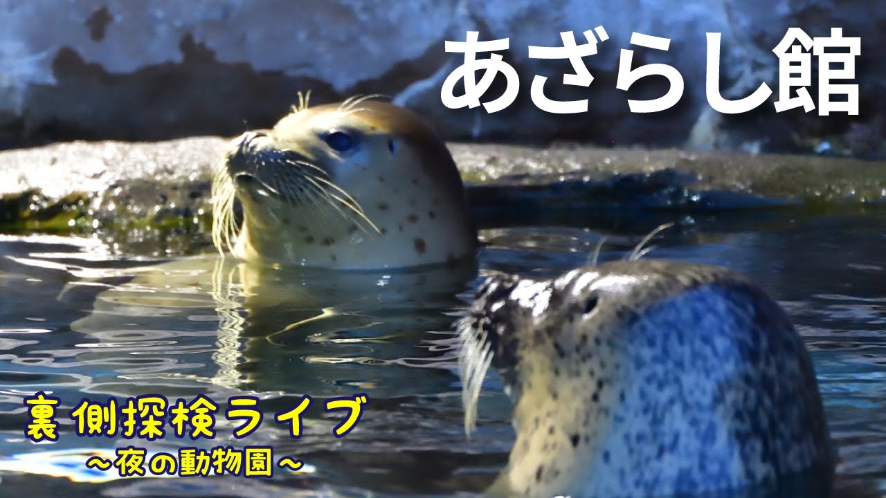 裏側探検Live11あざらし館