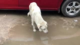 How does dog drink water | Dog drinking dirty water | The thirsty dog is drinking too much water