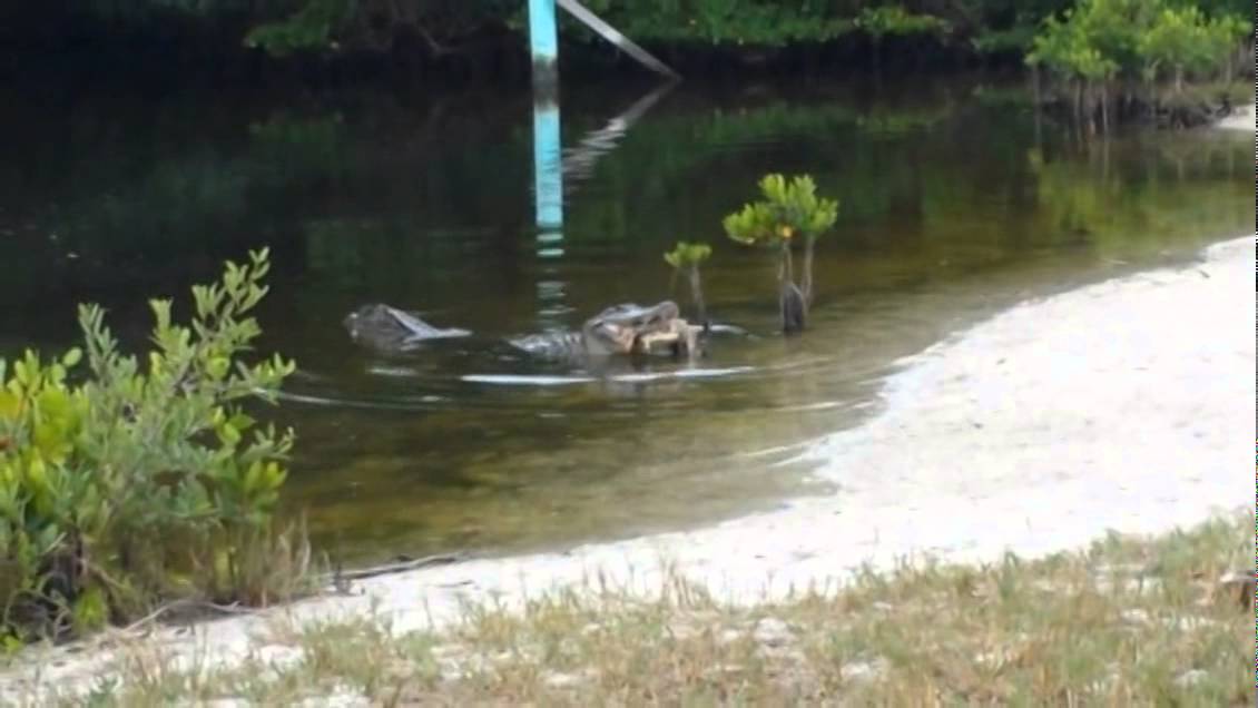 American Alligator on Wildlife Drive at "Ding" Darling, Sanibel, FL
