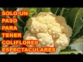 COLIFLORES, SI LAS DESEAS REALMENTE ESPECTACULARES, TE COMPARTO COMO LO HICE ⚠️⚠️⚠️