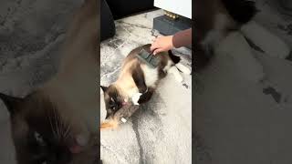 This is our version of “just a quick groom.”