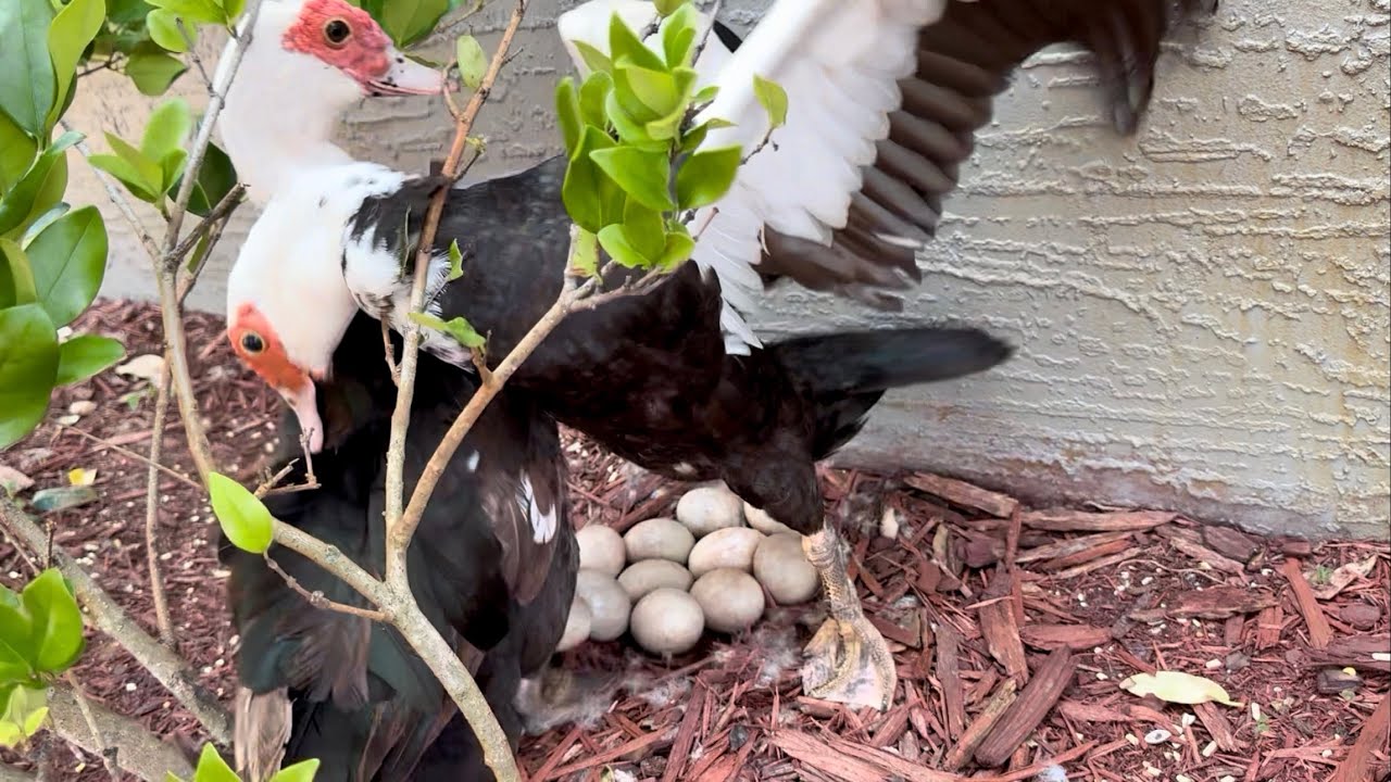 Two Mother Ducks Fight Over Eggs | Wild Muscovy Ducks