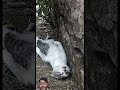 Wow cat sleep🥰❤️. #viralcontent #funny #viralvideo #comedy #shortvideo #youtubeshorts #viralvideos