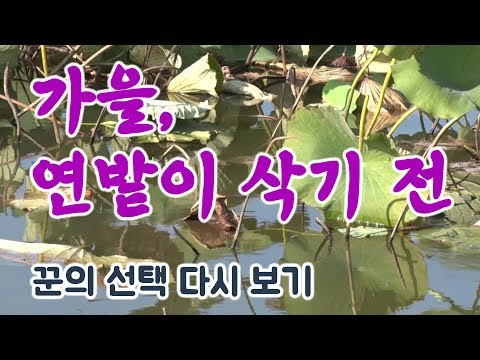 Video [FTV] 꾼의 선택 22화 - 가을, 연밭이 삭기 전 (FULL버전, 다시보기) - youtube