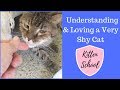 Why is my Cat SO Scared of Me? Living with a Shy Cat