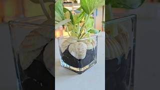 Plant Styling: Manjula Pothos 💚 #manjula #moneyplant #pothos
