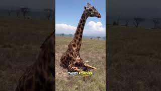 The SHOCKING Truth About How Giraffes REALLY Sleep