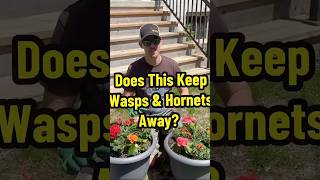 Does This Keep Wasps and Hornets Away? #naturalpestcontrol #gardentips #thetoolpulse #diygardening