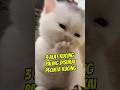 3 Alat Kucing yang Diinginkan Semua Pecinta Kucing 😱