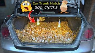 Egg Hatching In Car truck - 300 Eggs Hatching Idea